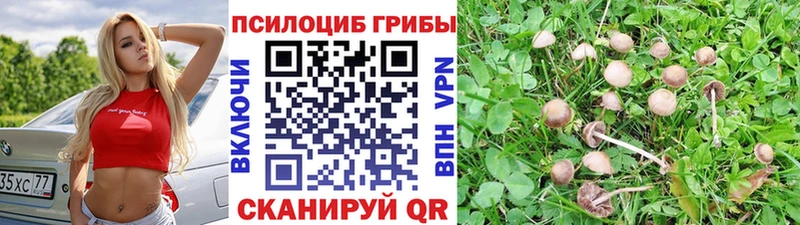Купить закладки  Чапаевск  Псилоцибиновые грибы GOLDEN TEACHER 